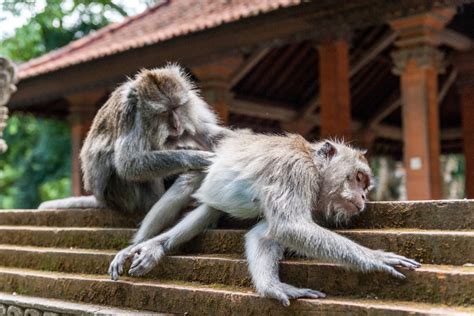 monkey pornography|Monkeys in Indonesia Use Stones As Sex Toys, Study Suggests.